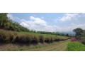 finca-o-lotes-para-vivir-en-tranquilidad-y-armonia-con-la-naturaleza-san-ramon-alajuela-small-1