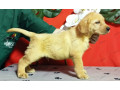 labradores-cachorros-amarillos-small-2