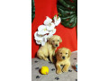 labradores-cachorros-amarillos-small-1