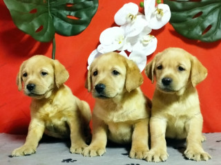 Labradores cachorros amarillos