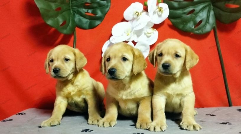 labradores-cachorros-amarillos-big-0