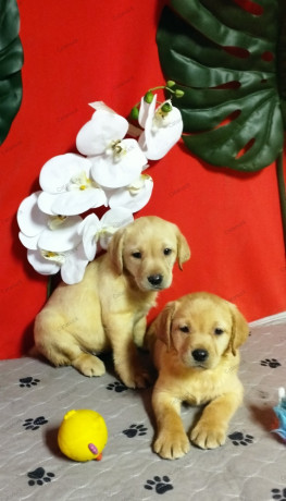 labradores-cachorros-amarillos-big-1