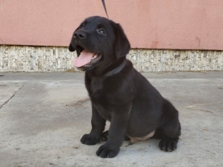 Labradores en color negro