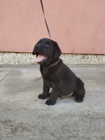 labradores-en-color-negro-big-0