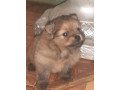 vendo-cachorritos-pomerania-small-2