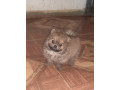 vendo-cachorritos-pomerania-small-0