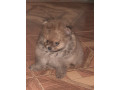 vendo-cachorritos-pomerania-small-1