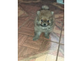 vendo-cachorritos-pomerania-small-4