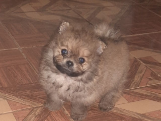 Vendo cachorritos pomerania