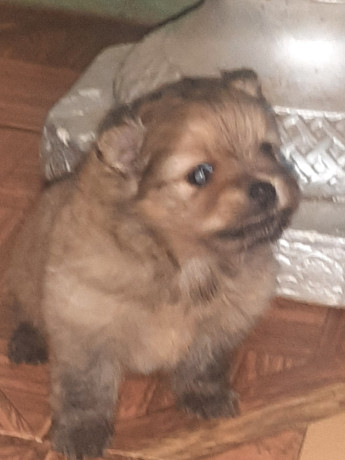 vendo-cachorritos-pomerania-big-2