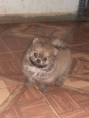 vendo-cachorritos-pomerania-big-0