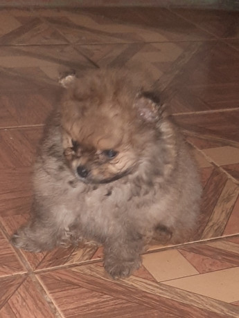 vendo-cachorritos-pomerania-big-1