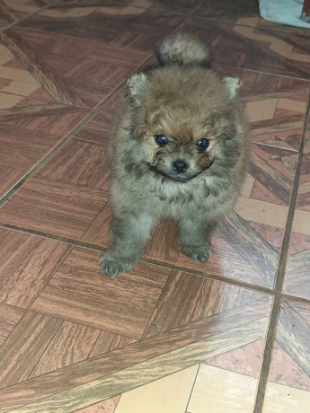 vendo-cachorritos-pomerania-big-4