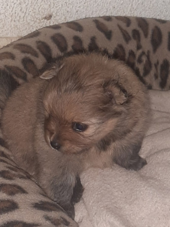 vendo-cachorritos-pomerania-big-3