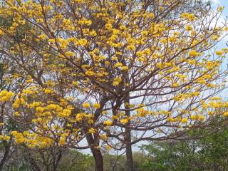 hermoso-lote-en-turrubares-36000