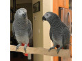 loros-grises-africanos-small-0