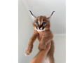 grandes-camadas-de-gatitos-serval-y-savannah-con-caracal-small-1