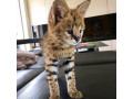 grandes-camadas-de-gatitos-serval-y-savannah-con-caracal-small-2