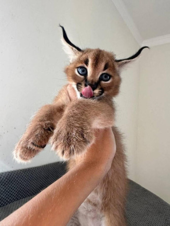 grandes-camadas-de-gatitos-serval-y-savannah-con-caracal-big-0