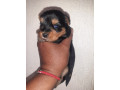 vendo-cachorritas-yorkie-mini-small-2