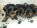 vendo-cachorritas-yorkie-mini-small-0