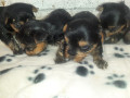 vendo-cachorritas-yorkie-mini-small-1