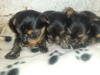 Vendo cachorritas yorkie mini