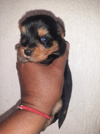 vendo-cachorritas-yorkie-mini-big-2