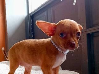 linda-cachorrita-chihuahua