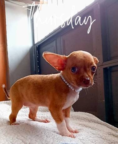linda-cachorrita-chihuahua-big-0