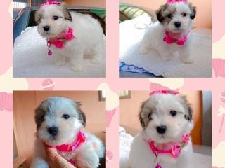 cachorrita-pequines-maltes