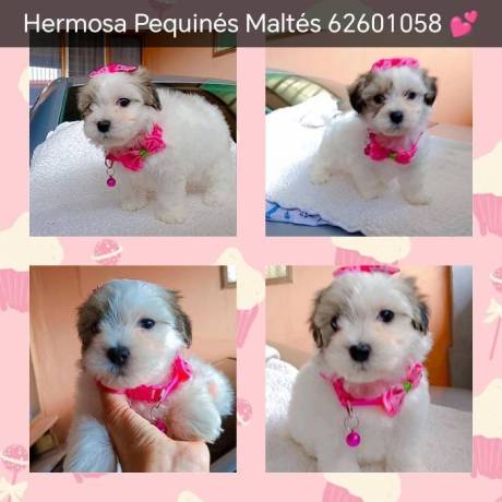 cachorrita-pequines-maltes-big-0