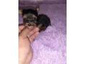 vendo-machito-yorkie-mini-small-3