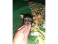 vendo-machito-yorkie-mini-small-1