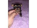 vendo-machito-yorkie-mini-small-4