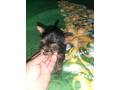 vendo-machito-yorkie-mini-small-0