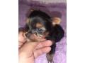 vendo-machito-yorkie-mini-small-2