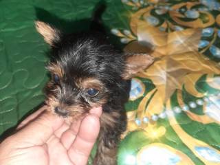 vendo-machito-yorkie-mini