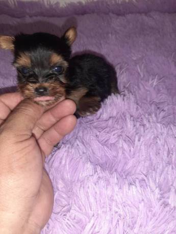 vendo-machito-yorkie-mini-big-3
