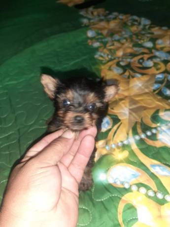 vendo-machito-yorkie-mini-big-1