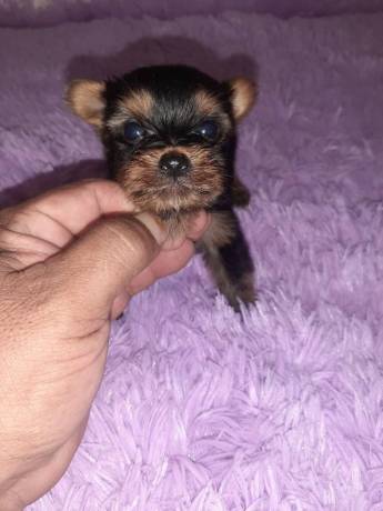 vendo-machito-yorkie-mini-big-4