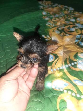 vendo-machito-yorkie-mini-big-0