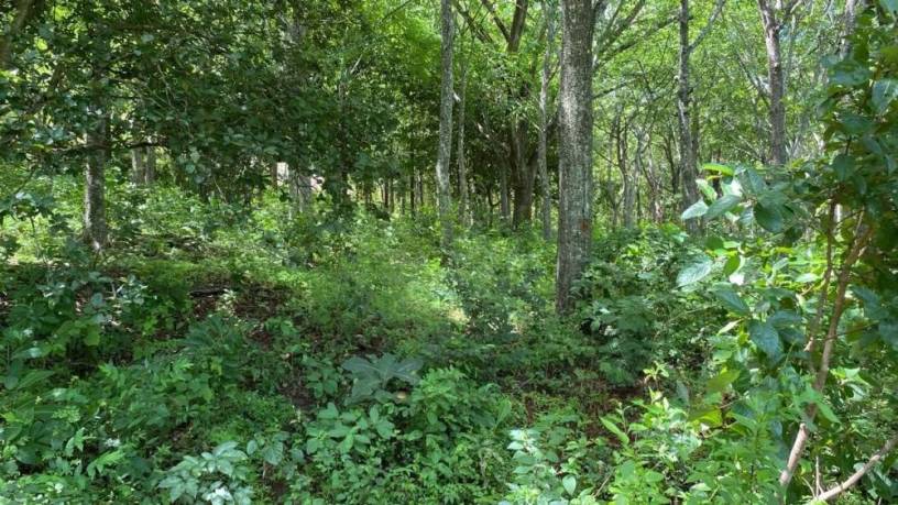 5000-m2-en-san-jose-de-pinilla-zona-de-tamarindo-guanacaste-big-1