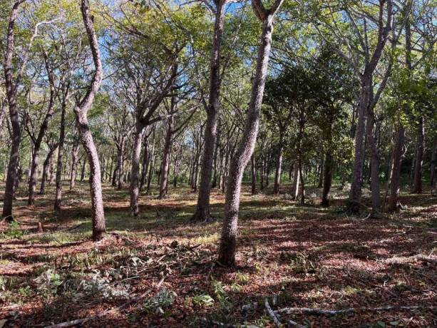 5000-m2-en-san-jose-de-pinilla-zona-de-tamarindo-guanacaste-big-3