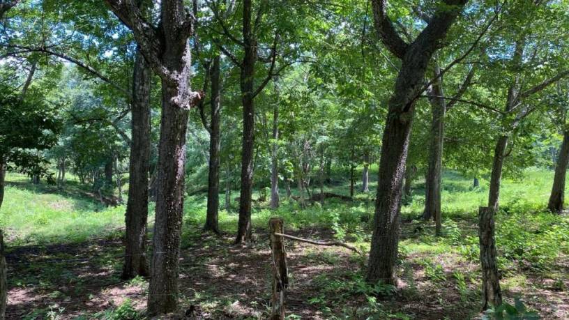 5000-m2-en-san-jose-de-pinilla-zona-de-tamarindo-guanacaste-big-4
