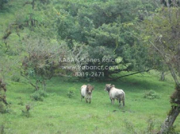 finca-en-lourdes-cartago-naturaleza-y-tranquilidad-al-alcance-big-1