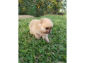 cachorritos-pomerania-small-1