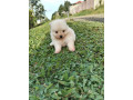 cachorritos-pomerania-small-2