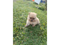 cachorritos-pomerania-small-0