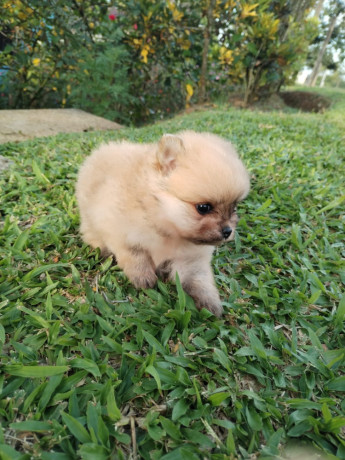 cachorritos-pomerania-big-1